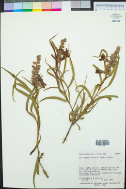 Chilopsis linearis image