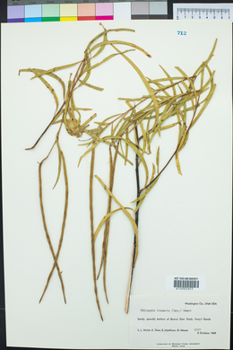 Chilopsis linearis image