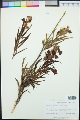 Chilopsis linearis image