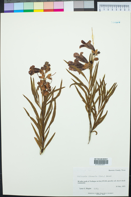 Chilopsis linearis image