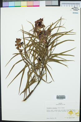 Chilopsis linearis image