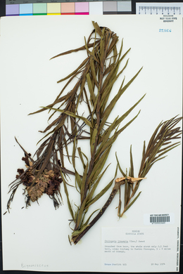 Chilopsis linearis image