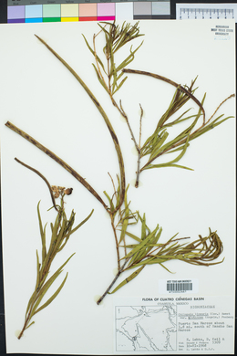 Chilopsis linearis image