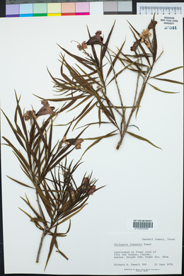 Chilopsis linearis image