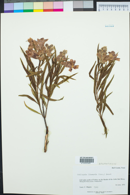 Chilopsis linearis image