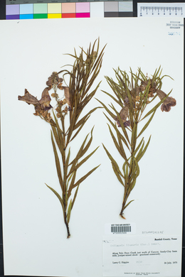 Chilopsis linearis image