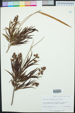 Chilopsis linearis image