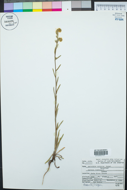 Amsinckia menziesii image