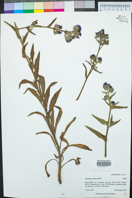 Anchusa azurea image