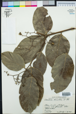 Cordia bicolor image