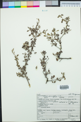 Cordia parviflora image