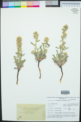 Cryptantha hoffmannii image