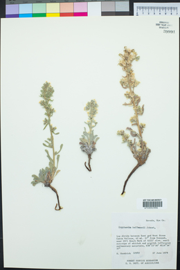 Cryptantha hoffmannii image