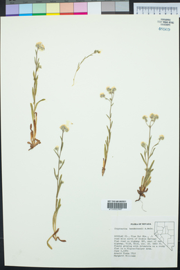 Cryptantha hendersonii image