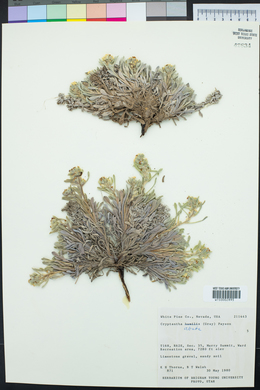 Oreocarya depressa image