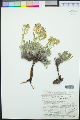 Oreocarya depressa image