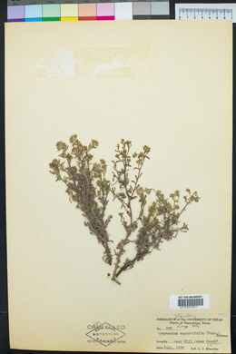 Johnstonella angustifolia image