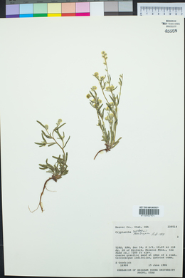 Cryptantha ambigua image