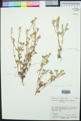 Cryptantha ambigua image