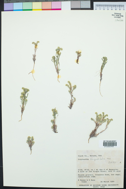 Johnstonella angustifolia image