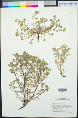 Johnstonella angustifolia image