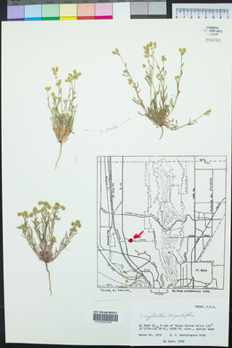 Johnstonella angustifolia image