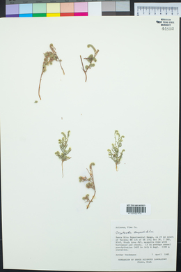 Johnstonella angustifolia image