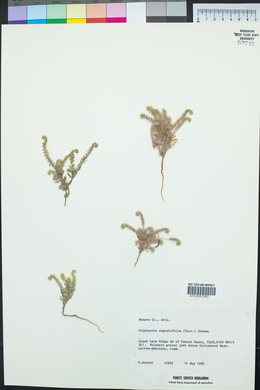 Johnstonella angustifolia image