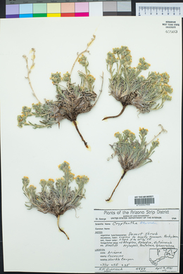 Oreocarya atwoodii image