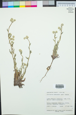 Cryptantha barbigera image