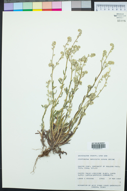 Cryptantha barbigera image