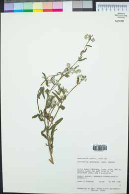 Cryptantha barbigera image