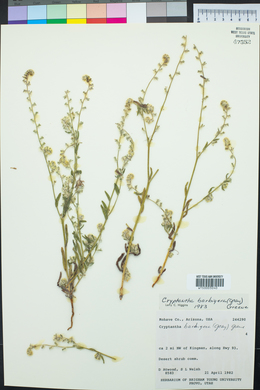 Cryptantha barbigera image