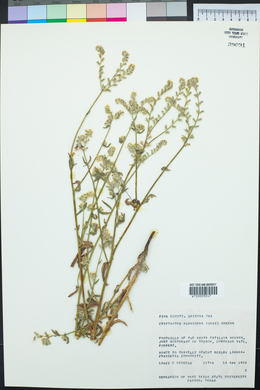 Cryptantha barbigera image