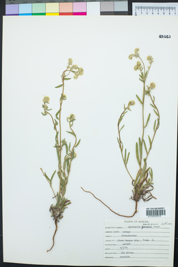 Cryptantha barbigera image