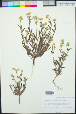 Cryptantha barbigera image