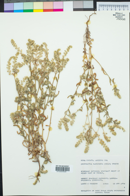 Cryptantha barbigera image