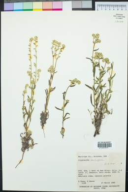 Cryptantha barbigera image