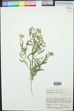 Cryptantha barbigera image