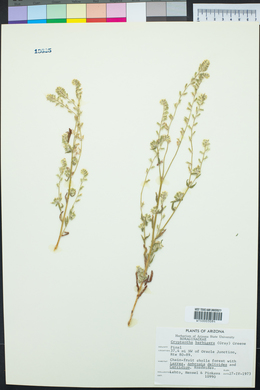 Cryptantha barbigera image