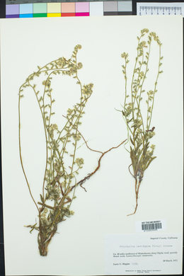 Cryptantha barbigera image