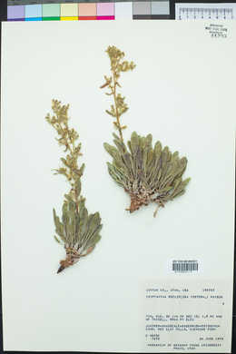 Oreocarya breviflora image