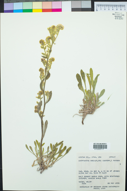 Oreocarya breviflora image