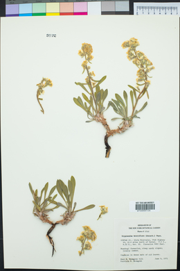 Oreocarya breviflora image