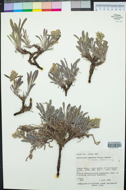 Oreocarya suffruticosa image