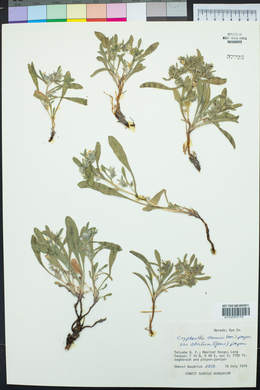 Oreocarya suffruticosa image