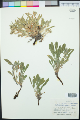 Oreocarya suffruticosa image