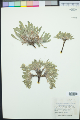 Oreocarya suffruticosa image