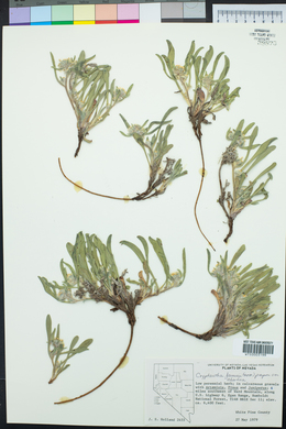 Oreocarya suffruticosa image