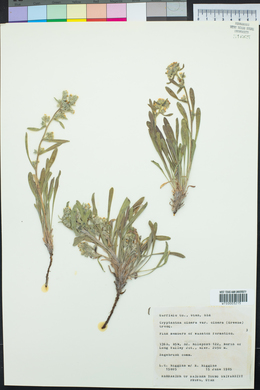 Oreocarya suffruticosa image